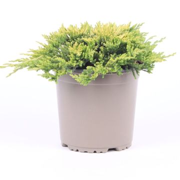 Juniperus horizontalis 'Golden Carpet'