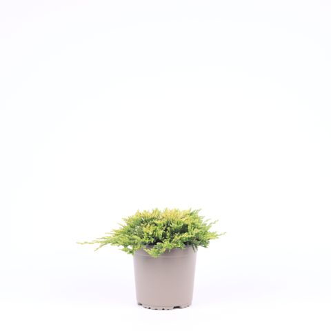 Juniperus horizontalis 'Golden Carpet'