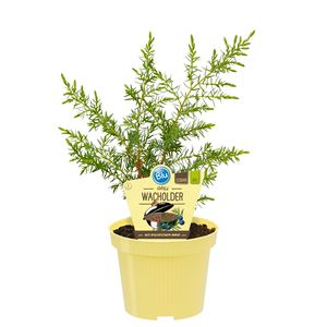 Juniperus communis 'Meyer'