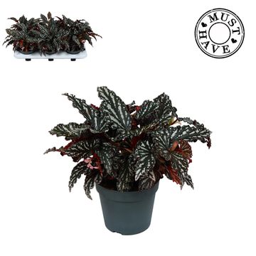 Begonia maculata 'Spotlight Dark'