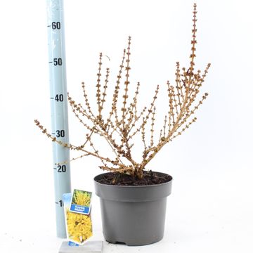 Forsythia x intermedia MIKADOR