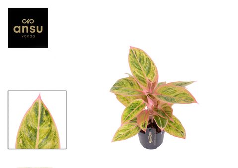 Aglaonema 'Salmon Fantasy'