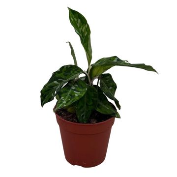 Aglaonema pictum 'Tricolor'