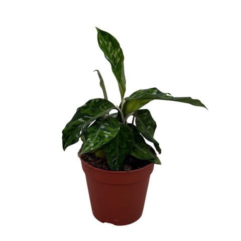 Aglaonema pictum 'Tricolor'