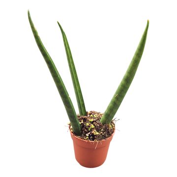 Sansevieria bacularis 'Fernwood Mikado'