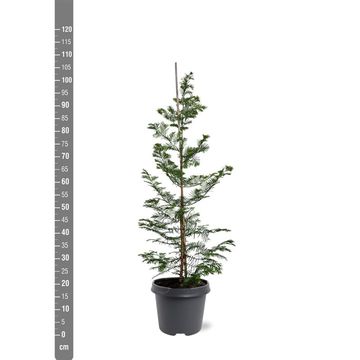 Metasequoia glyptostroboides
