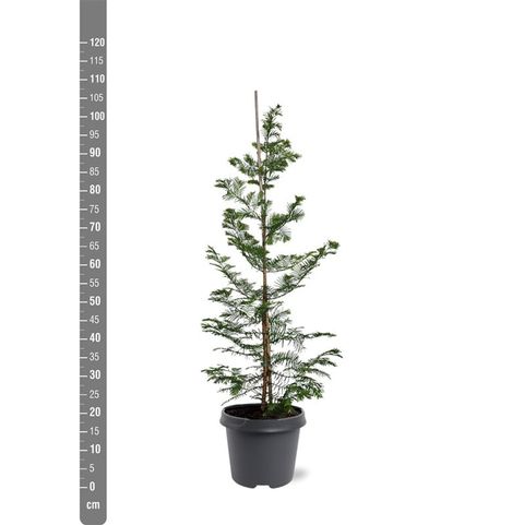 Metasequoia glyptostroboides