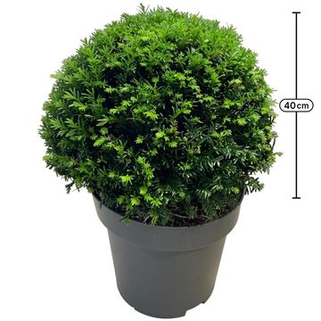 Taxus baccata