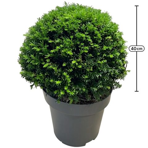 Taxus baccata