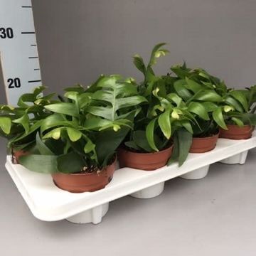 Epiphyllum chrysocardium