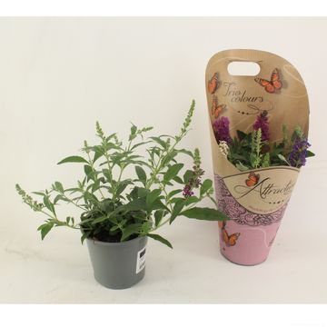 Buddleja davidii MIX