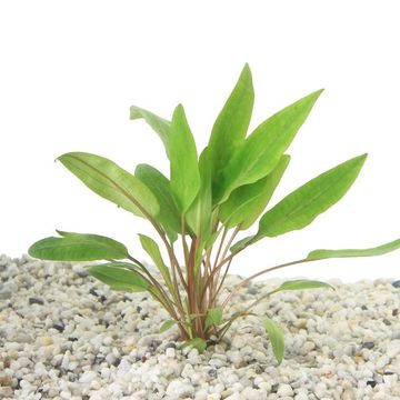 Cryptocoryne undulata