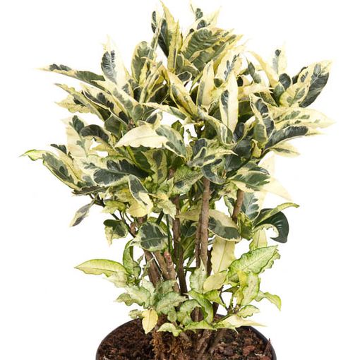 Codiaeum variegatum 'Tamara' (Ammerlaan, The Green Innovater)
