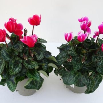 Cyclamen persicum SUPER SERIE S ALLURE FUJI MIX