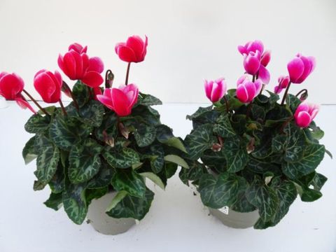 Cyclamen persicum SUPER SERIE S ALLURE FUJI MIX
