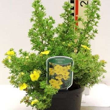 Potentilla fruticosa 'Kobold'