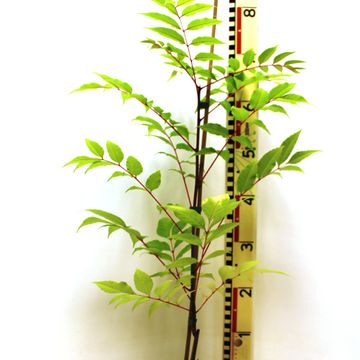 Toona sinensis 'Flamingo'