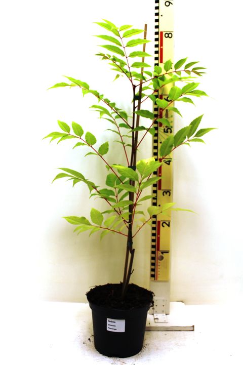 Toona sinensis 'Flamingo'