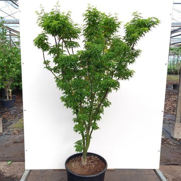 Acer palmatum 'Shishigashira'