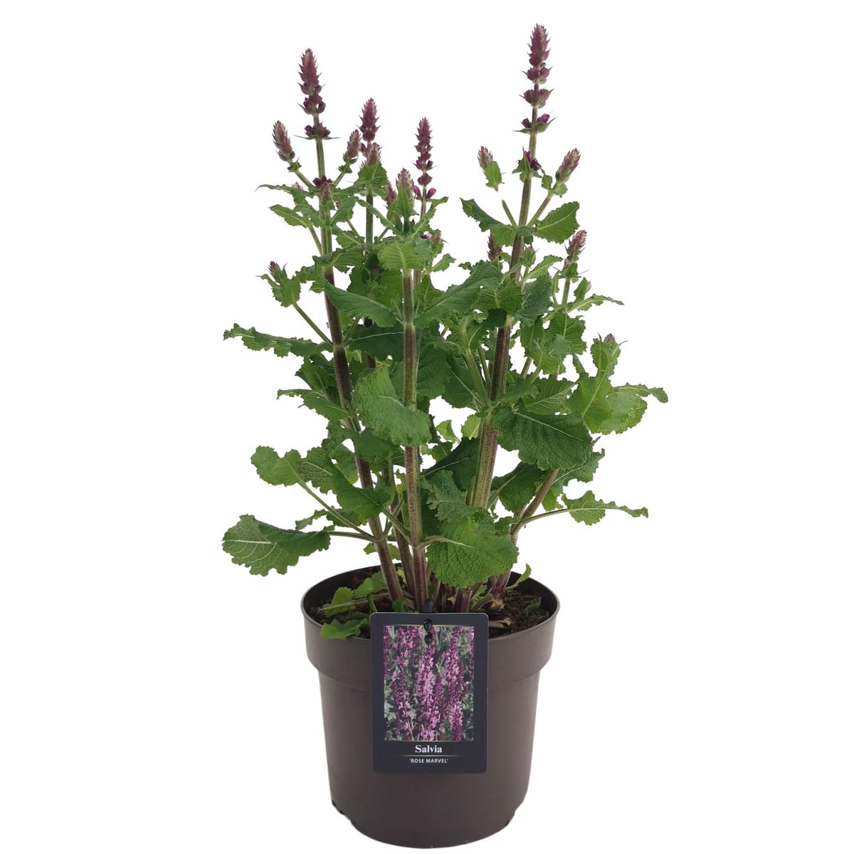 Salvia x sylvestris 'Rose Marvel' — Рослини оптом FlorAccess