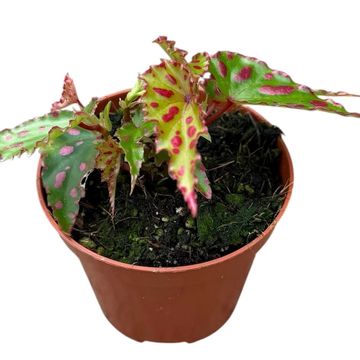 Begonia 'Pink Dottie'