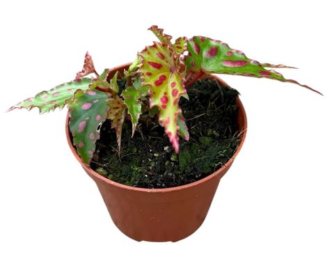 Begonia 'Pink Dottie'
