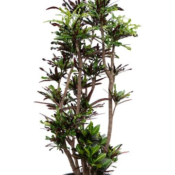 Codiaeum variegatum 'Mammi'