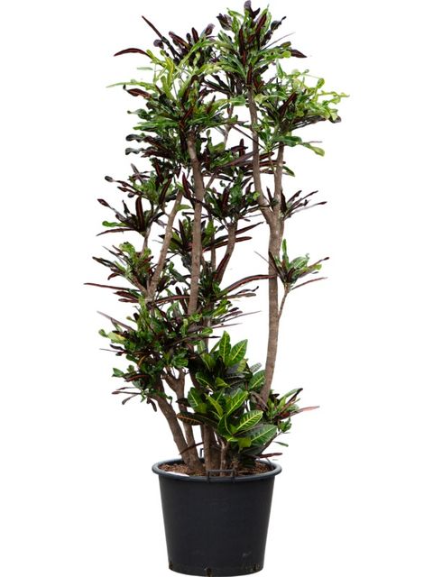 Codiaeum variegatum 'Mammi'