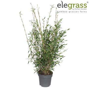 Fargesia 'Jiuzhaigou 1'