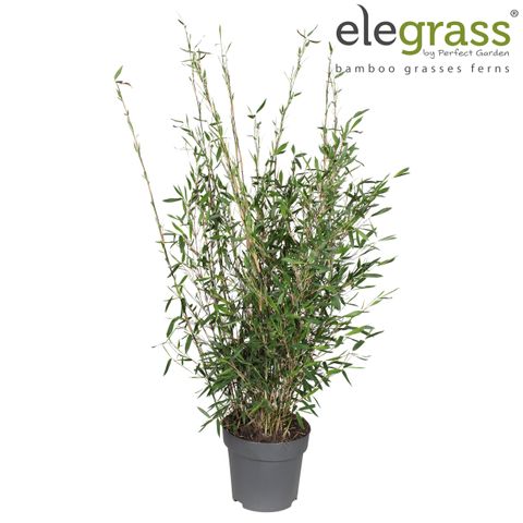 Fargesia 'Jiuzhaigou 1'