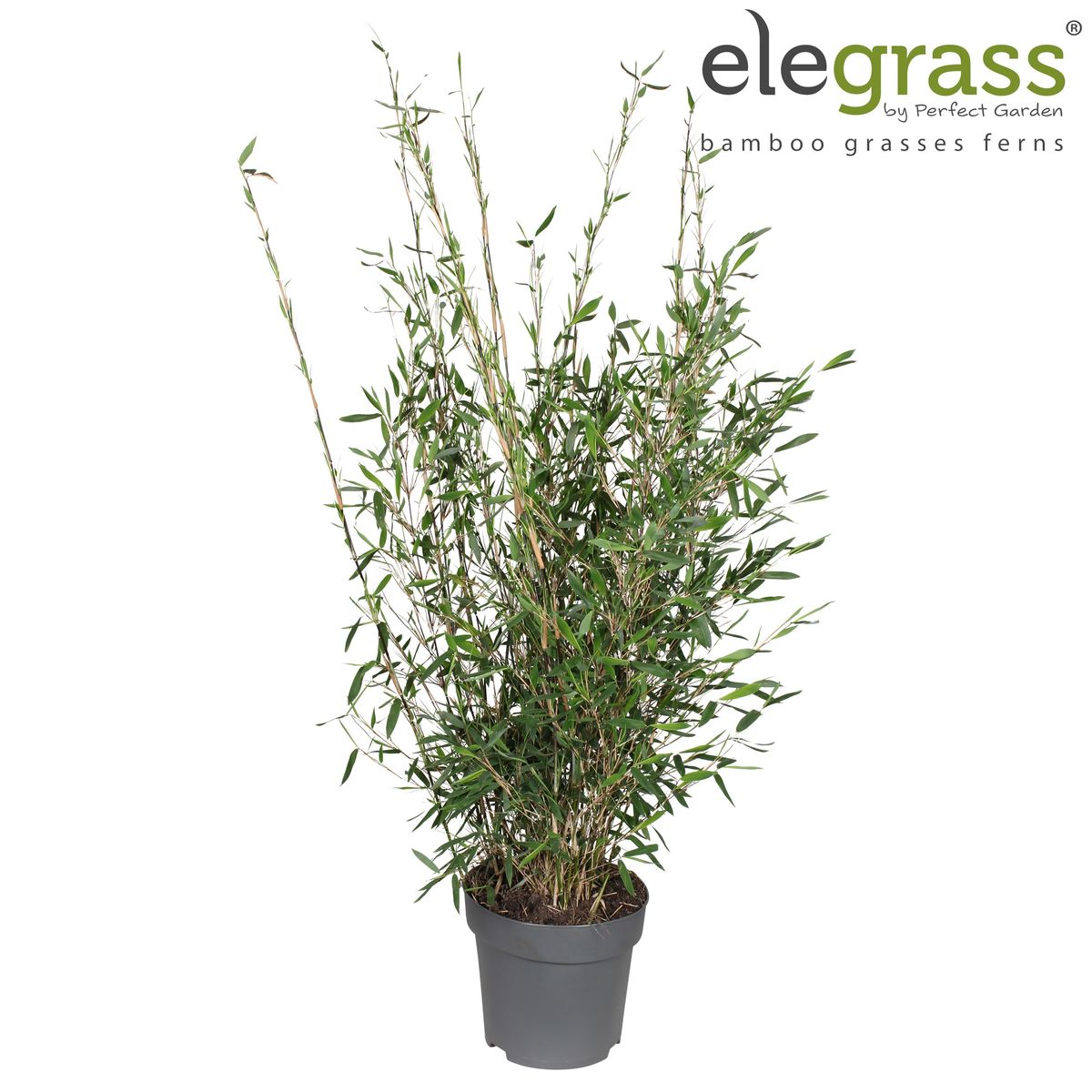 Fargesia 'Jiuzhaigou 1'  Pflanzengrohandel FlorAccess