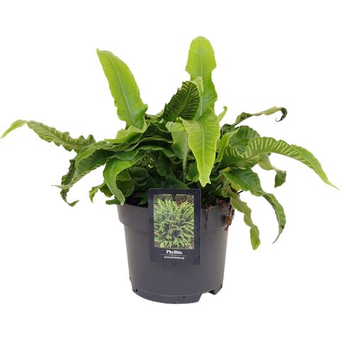 Phyllitis scolopendrium