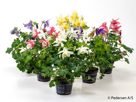 Aquilegia caerulea MIX