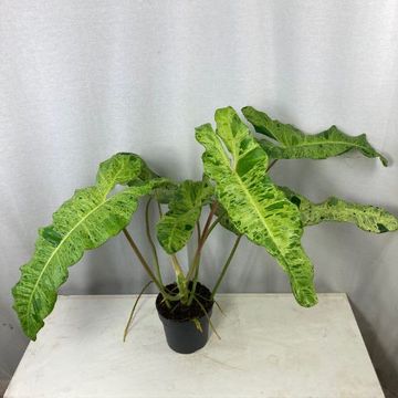 Philodendron 'Paraiso Verde Variegata'