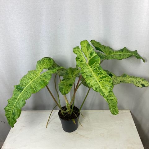 Philodendron 'Paraiso Verde Variegata'