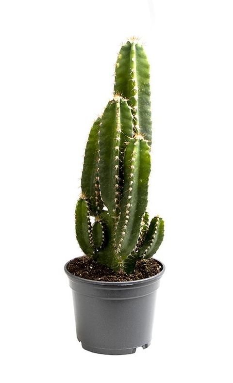 Cereus peruvianus