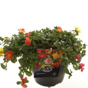 Portulaca MIX IN POT