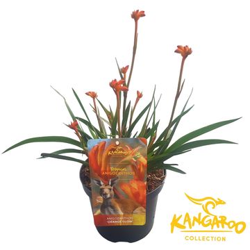 Anigozanthos 'Orange Glow'