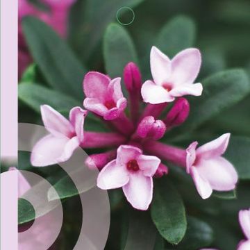 Daphne x transatlantica PINK FRAGRANCE