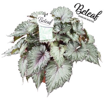 Begonia BELEAF ASIAN TUNDRA