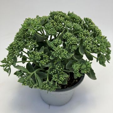 Sedum 'Herbstfreude'