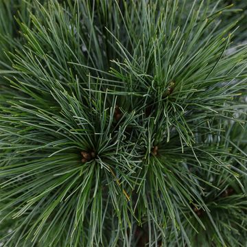 Pinus strobus 'Minima'