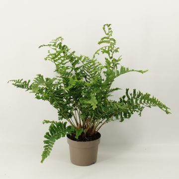 Dryopteris filix-mas 'The King'