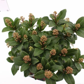 Skimmia japonica 'Celebrations'