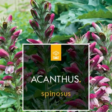 Acanthus spinosus
