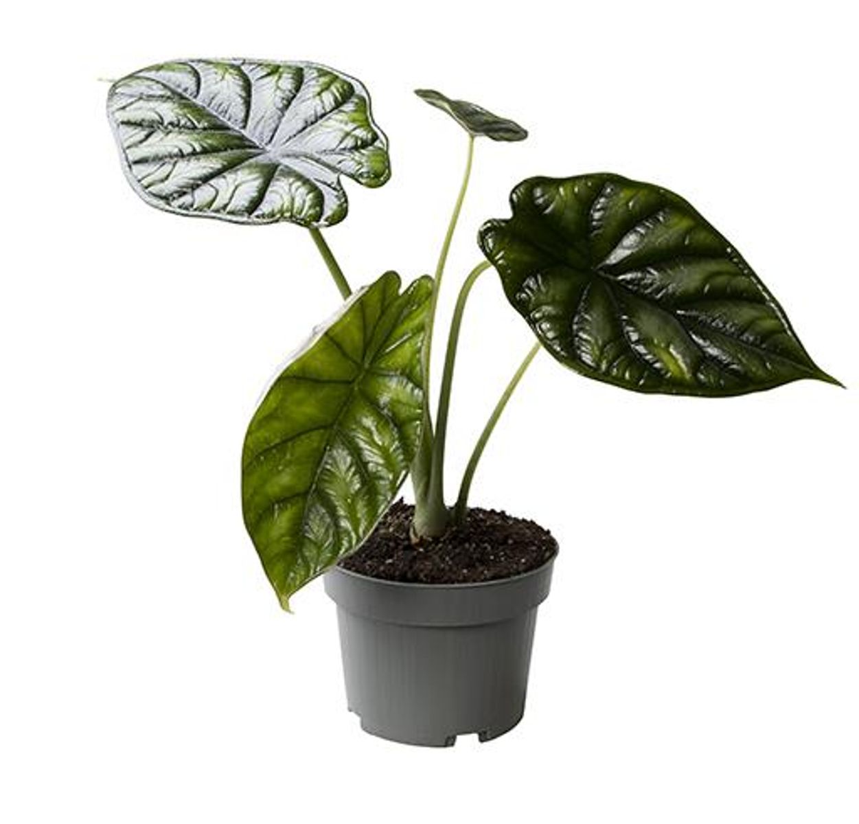 Alocasia 'Dragon Scale' — Toptan Bitki Satışı FlorAccess