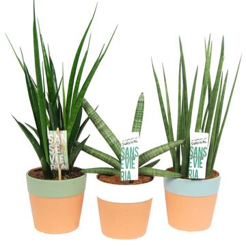 Sansevieria MIX