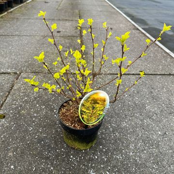 Physocarpus opulifolius 'Dart's Gold'