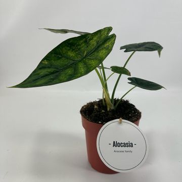 Alocasia 'Dragon Scale Mint'