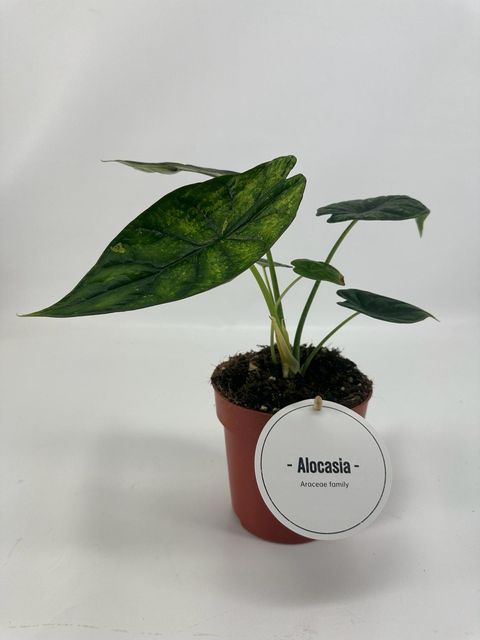 Alocasia 'Dragon Scale Mint'